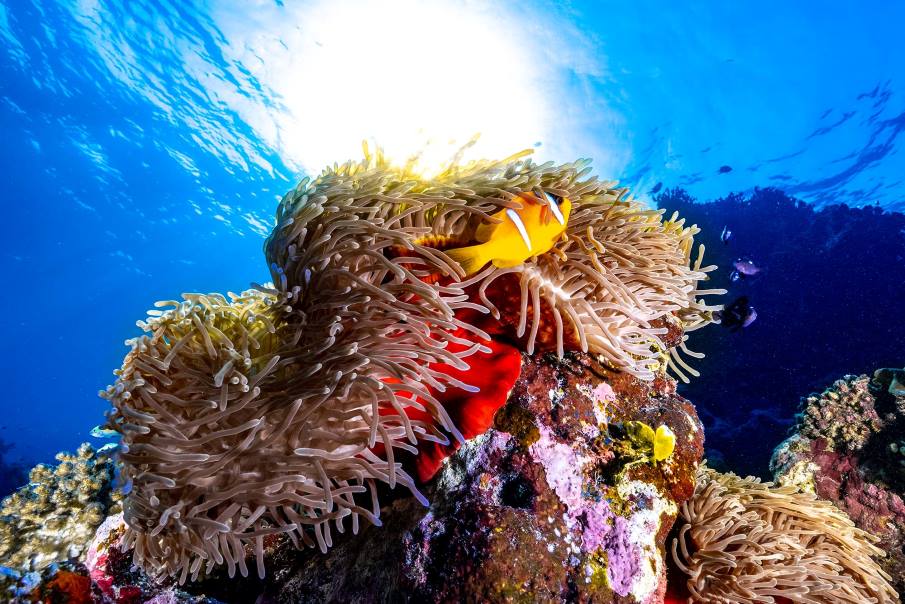 Extreme heat drives mass die-off of Red Sea clownfish and anemones Image: Clownfish, healthy anemone, reef