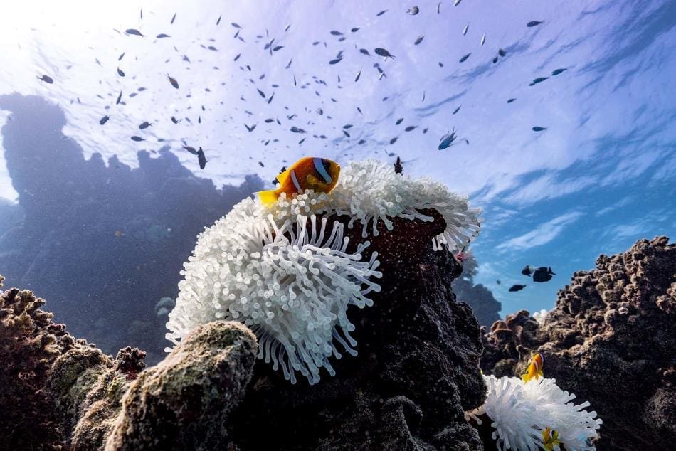 Image: Clownfish, anemone bleaching, reef