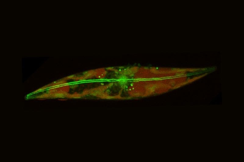 Image: an Arctic diatom