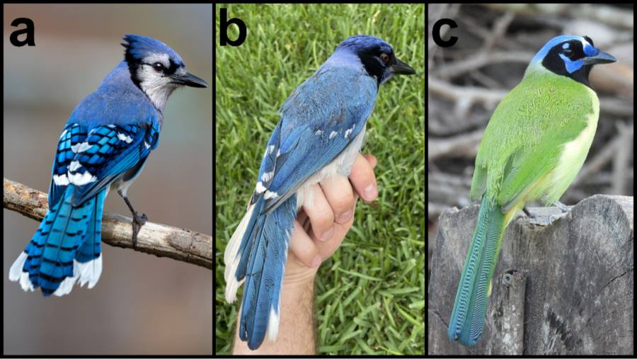 Image: birds (s. blue jay, hybrid jay, green jay) 