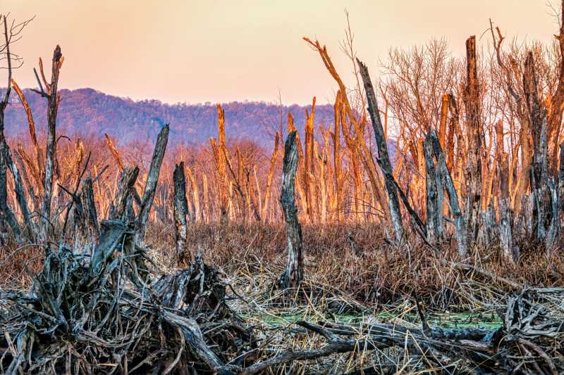 Image: Burnt Trees and Grass 
