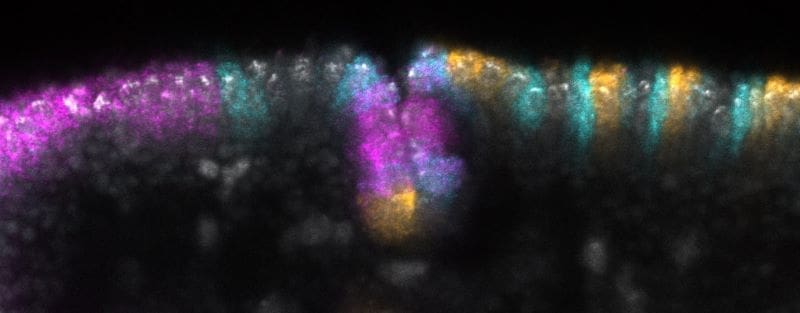 Image: Gene expression in the cephalic furrow of a Drosophila melanogaster embryo