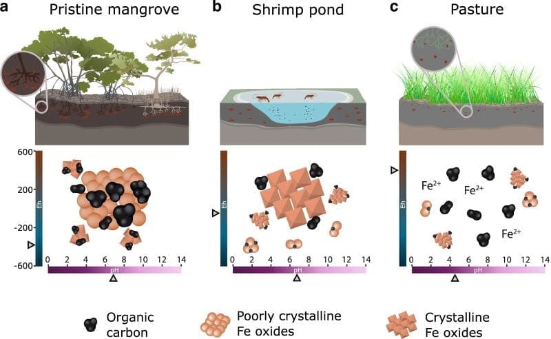 Iron helps mangroves stabilize carbon but land use disrupts it Image: Changes in iron-mediated organo-mineral interactions (FeOMIs) following land use change