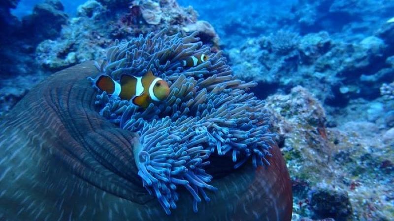 Image: Clownfish at anemone