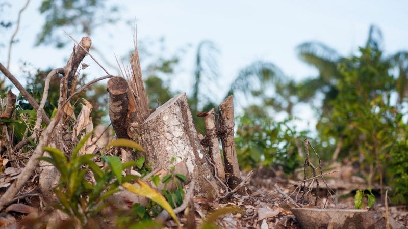 Image: Deforestation area near Negro river