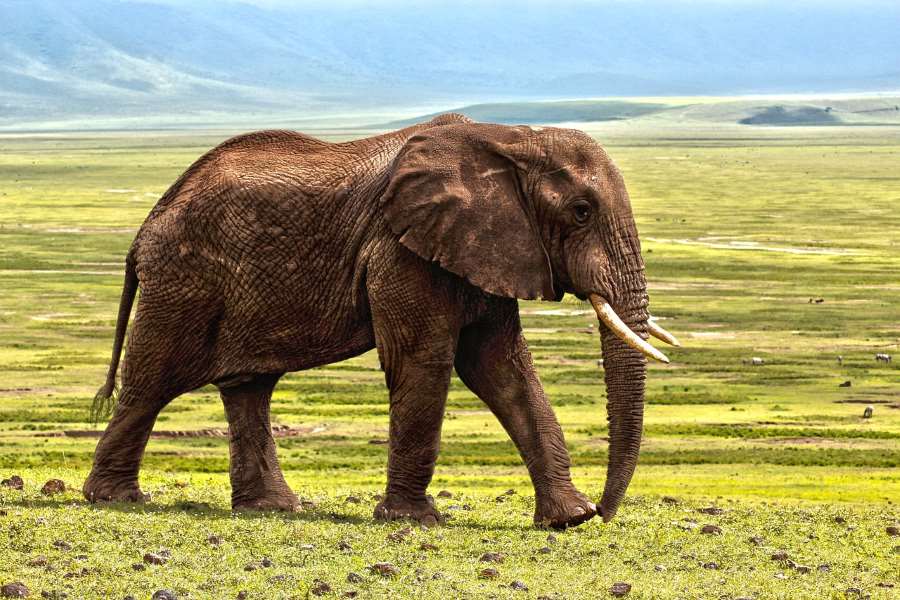 Climate Science Digest: September 12, 2025 Image: An elephant in nature