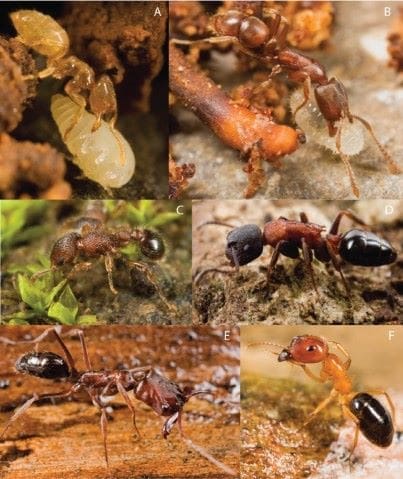 Image: species of ants, Fiji research