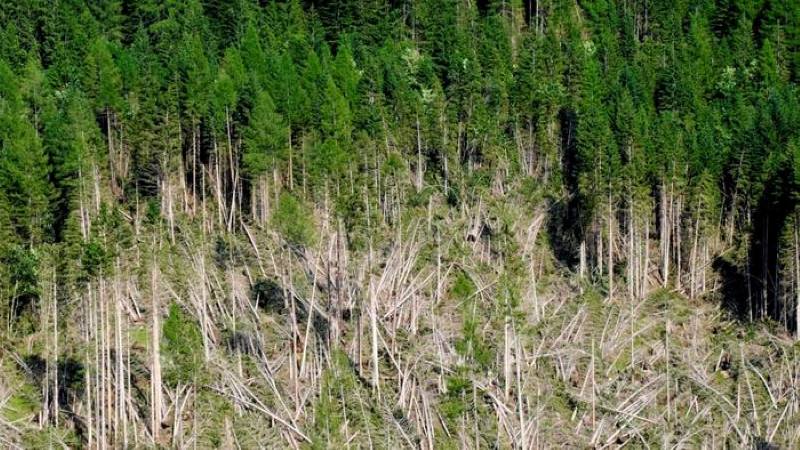 Climate Science Digest: September 19, 2025 Image: Forest