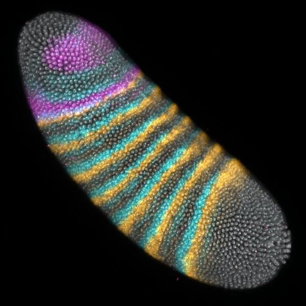 Image: Gene expression in a Drosophila melanogaster embryo