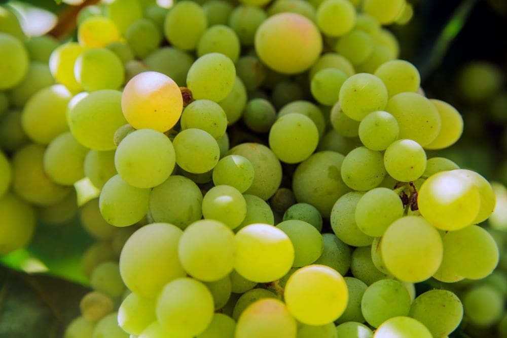 Warmer climate boosts north German vineyards, for now Image: Grapes, vineyard