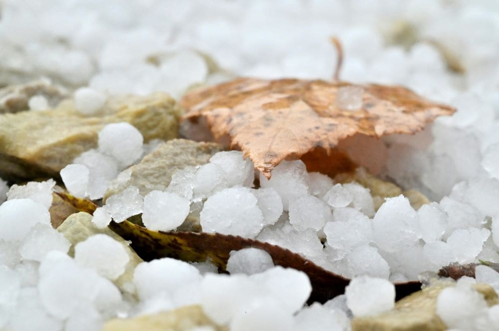 Climate change may bring fewer but larger hailstorms to Europe Image: Hailstones