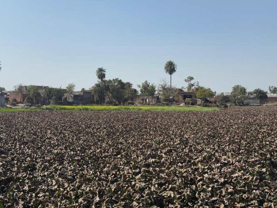 Image: Water hyacinth has overtaken a pond