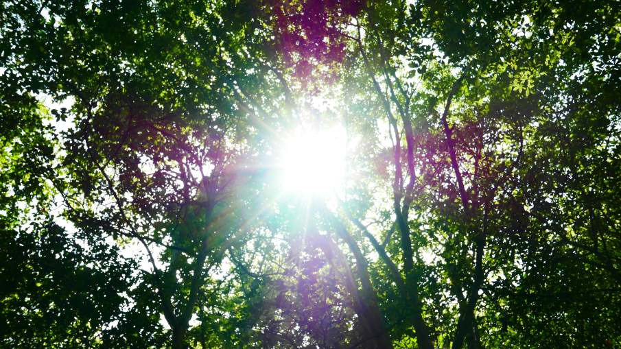 Japan, South Korea endure hottest summer on record Image: green and red trees with sun rays (Teshima, Tonosho, Kagawa, Japan)