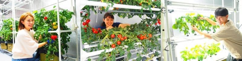 Image: Researchers with LED-grown tomato plants
