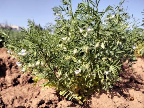 Image: Lentil plant