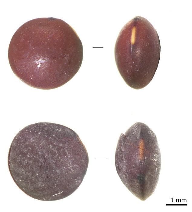 Image: Archaeological lentils 