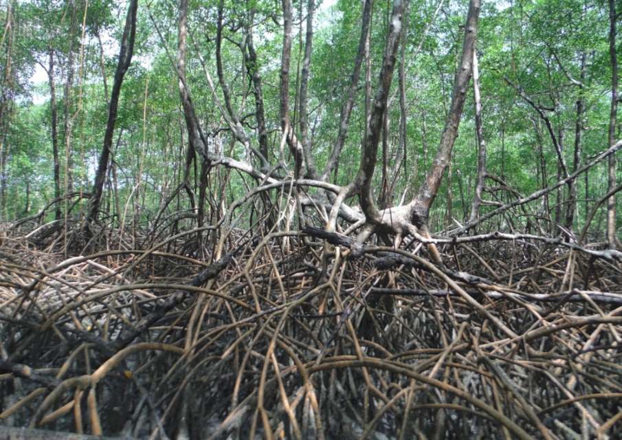 Image: Preserved mangrove area