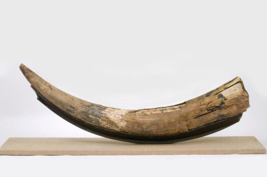 Image: A mastodon tusk found in Nova Scotia