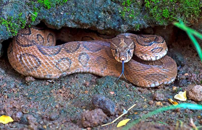 Image: Russell's viper (Daboia russelii)