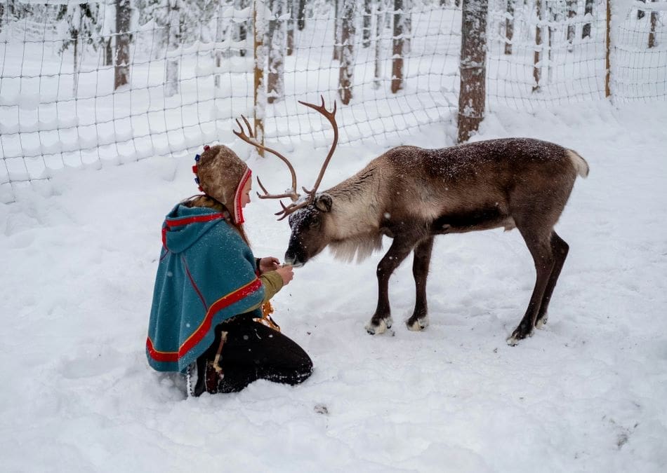 Image: Sami woman feeding a reindeer 