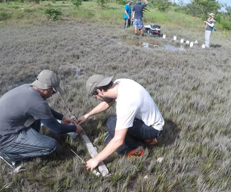 Image: Soil and gas collection in a mangrove area converted to pasture 