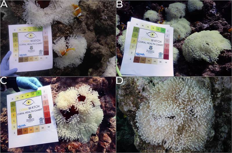 Image: Visual progression of bleaching and partial recovery in tagged Radianthus magnifica anemones 