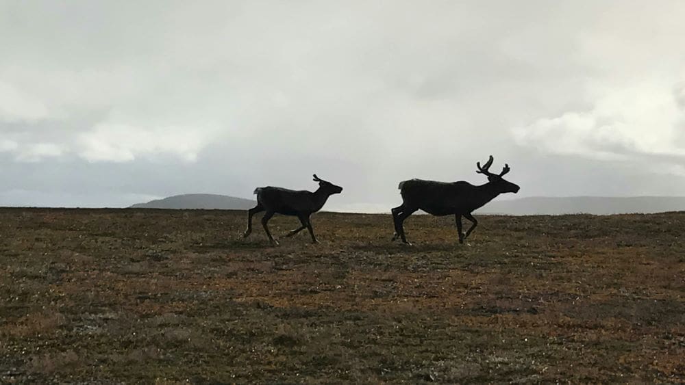 Image: two reindeers running