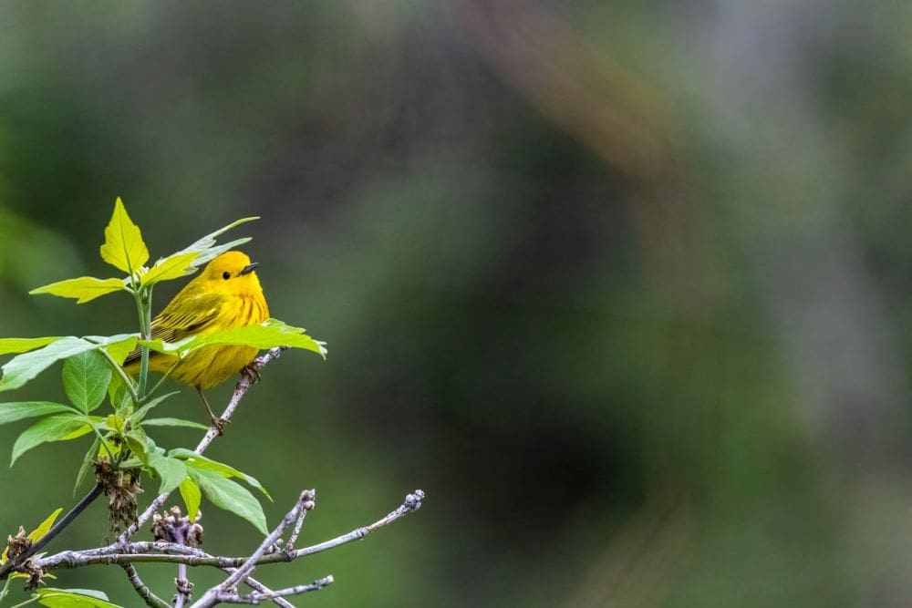 Yellow warblers show how climate change is reshaping wildlife Image: Yellow Warbler