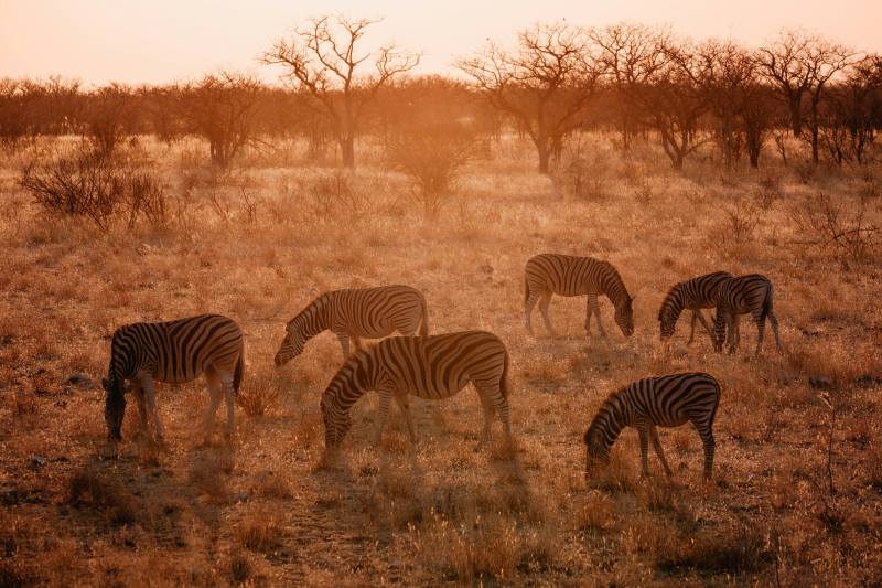 Namibia deploys hundreds of soldiers to fight Etosha fire Image: Zebras at sunrise, Etosha National Park, Namibia