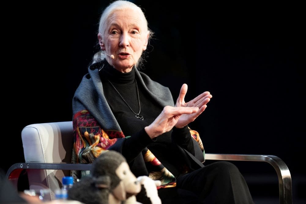 World-renowned chimpanzee expert Jane Goodall dies at 91