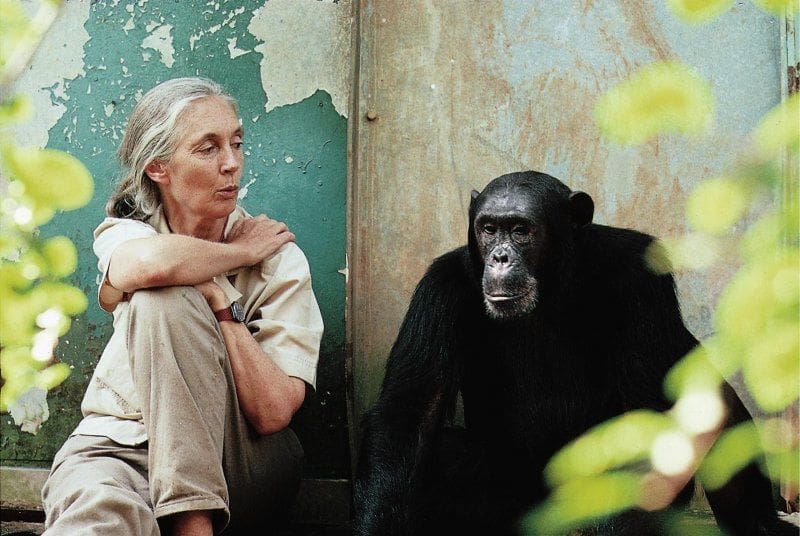 World-renowned chimpanzee expert Jane Goodall dies at 91 Image: Jane Goodall with the chimpanzee Freud from Gombe