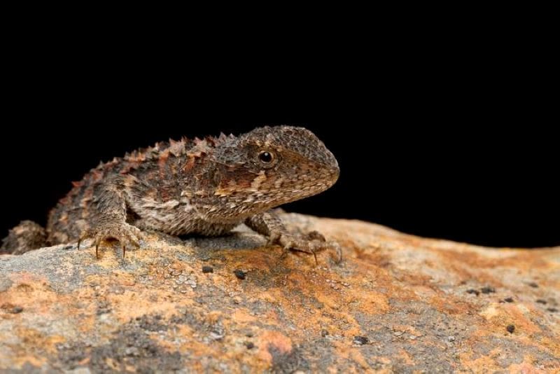 Image: Mountain Dragon (Rankinia diemensis), Grampians National Park (2012)