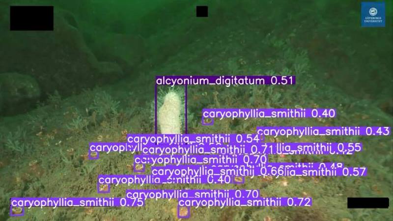 Climate Science Digest: October 6, 2025 Image: AI-model species identification