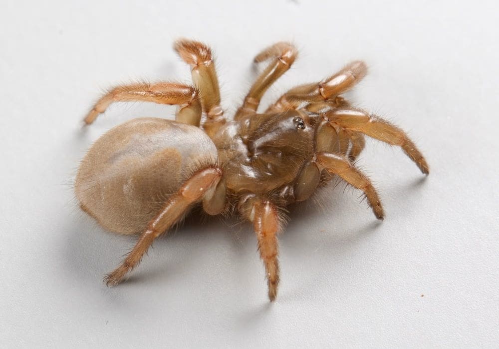 New trapdoor spider species discovered in California’s coastal dunes Image: A species of trapdoor spider (Aptostichus ramirezae)