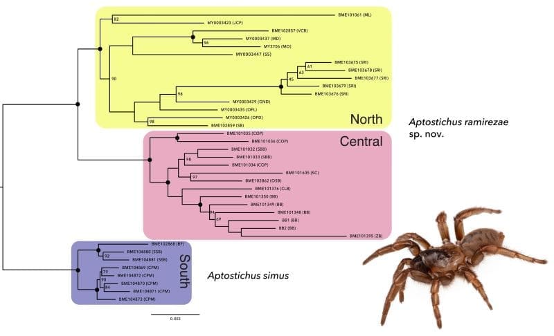 Image: Phylogenetic Analysis (s. trapdoor spiders)