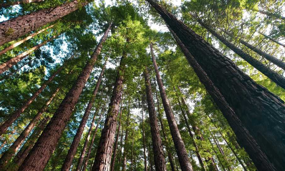 Australian rainforests no longer a carbon sink: study Image: Low Angle Photography of Tall Trees - Australian forest
