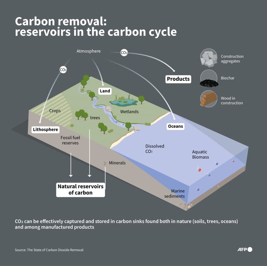 Australian rainforests no longer a carbon sink: study Image: Infographic (s. climate change, rainforests, carbon sinks)