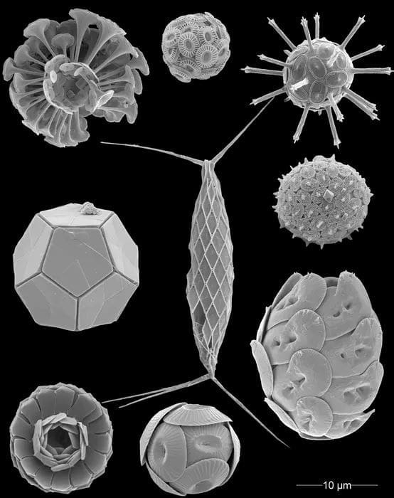 Tiny ocean plankton could reshape climate predictions Image: Different coccolithophore species