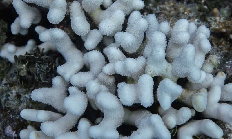 Image: Coral bleaching on Acropora 
