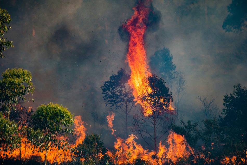Image: a forest fire