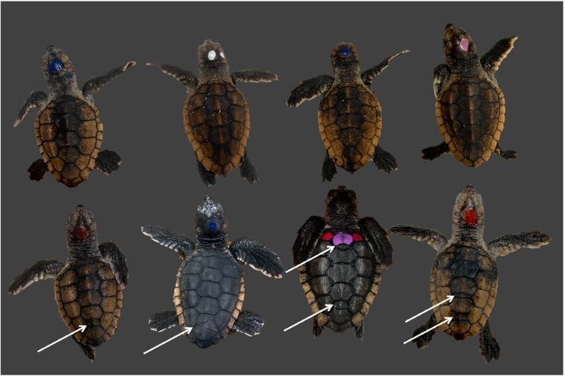 Image: Scute Patterns