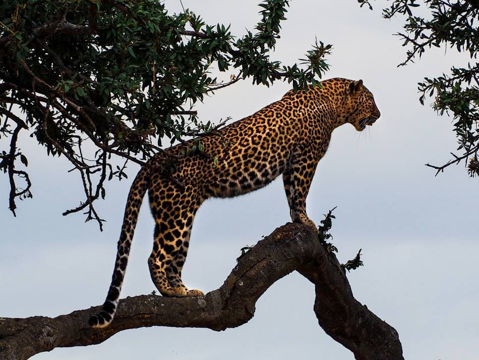 Endangered across west Africa, leopards thrive in I.Coast reserve Image: Leopard on a tree in Masai Mara National Reserve, Kenya
