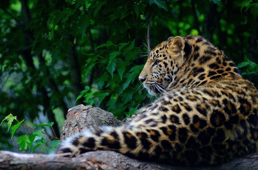 Endangered across west Africa, leopards thrive in I.Coast reserve Image: Leopard, Animal, Wildlife
