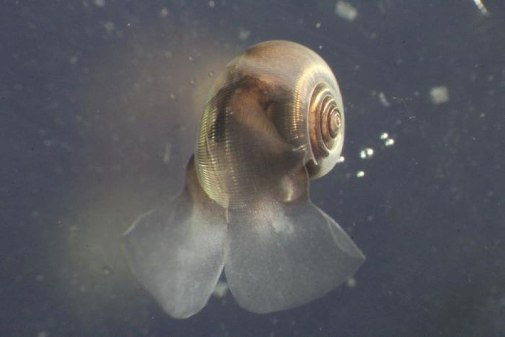 Tiny ocean plankton could reshape climate predictions Image: The pteropod Limacina helicina