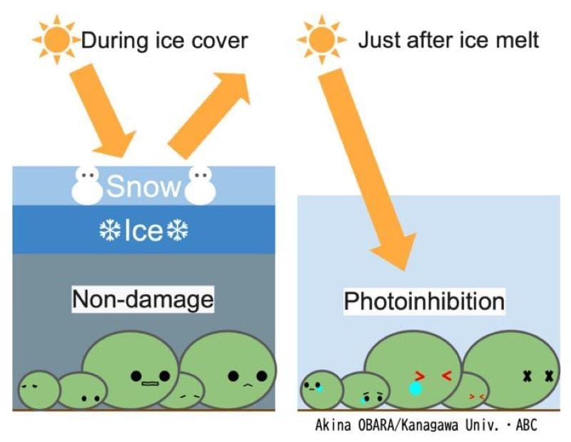 Image: Marimo's photoinhibition and recovery in Lake Akan Marimo (s. climate, research)