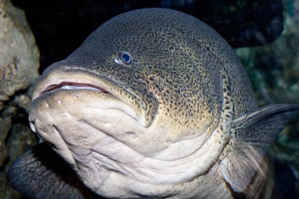 Australian Murray cod wallops swim record Image: Murray Cod, Melbourne Aquarium