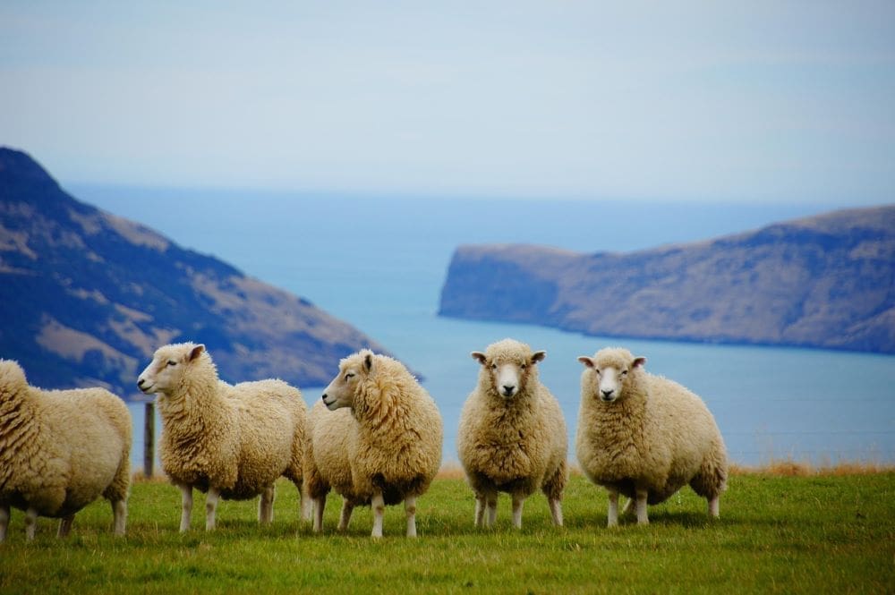 New Zealand accused of 'climate denial' over new methane targets Image: New Zealand, Sea, Sheep