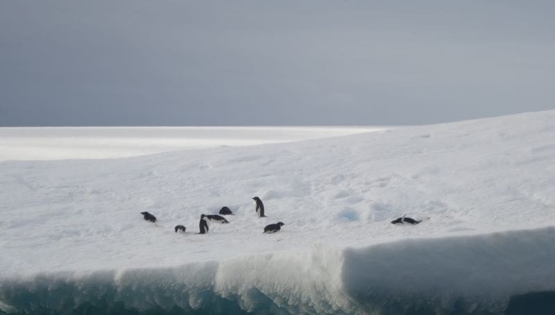 Climate Science Digest: October 26, 2025 Image: Penguins