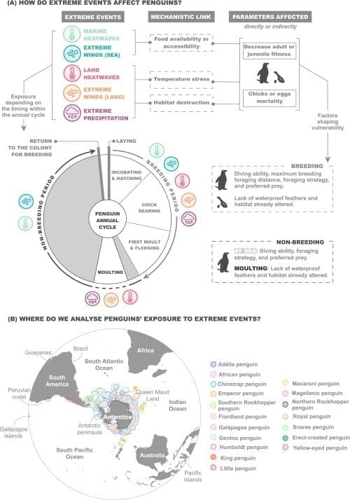 Climate Science Digest: October 26, 2025 Image: Impacts of extreme events and distribution hotspots of penguins