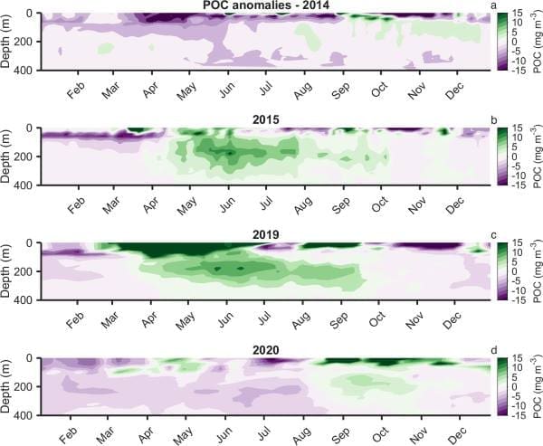 Marine heatwaves disrupt ocean food webs and slow carbon transport Image: POC anomaly time series during marine heatwaves